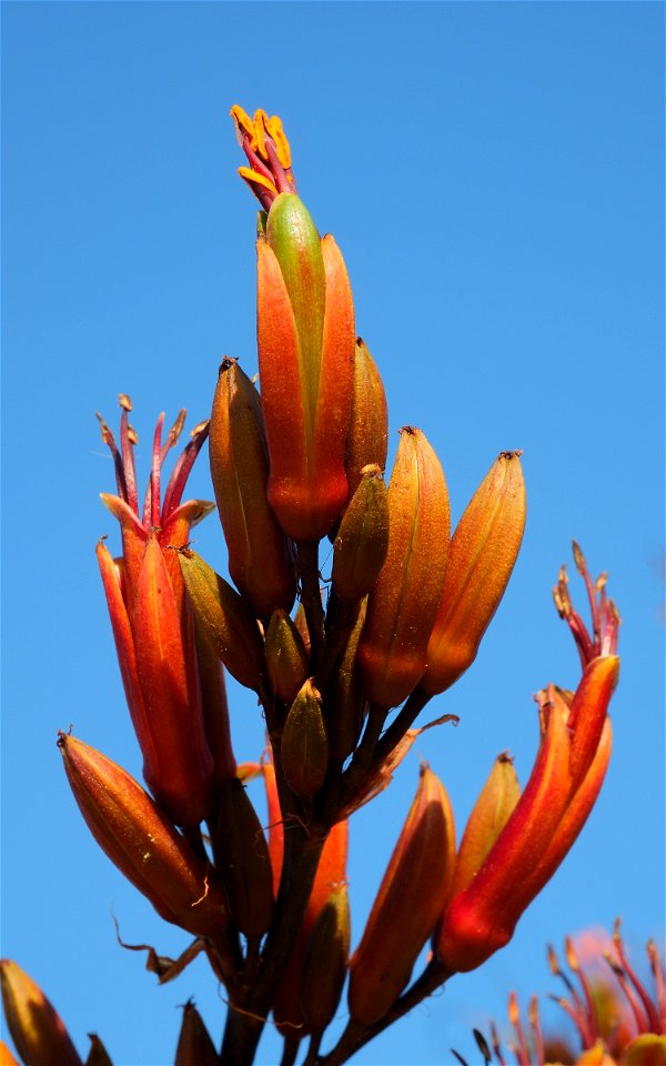 New Zealand flax (Phormium tenax) flower spike against blue sky