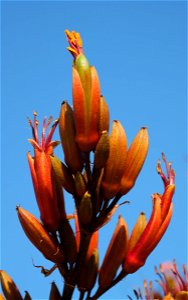 New Zealand flax (Phormium tenax) flower spike against blue sky