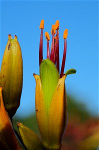 New Zealand flax flower (Phormium tenax), its pollen-laden stamens contrasting against the blue sky photo