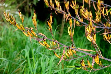 New Zealand flax in flower close-up photo