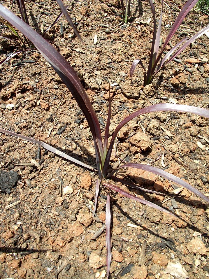 Phormium 'Black Adder' — Phormium—flax cultivar.
In the Water Conservation Garden at Cuyamaca College, El Cajon, California, USA. Identified by sign