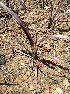 Phormium 'Black Adder' — Phormium—flax cultivar. In the Water Conservation Garden at Cuyamaca College, El Cajon, California, USA. Identified by sign photo