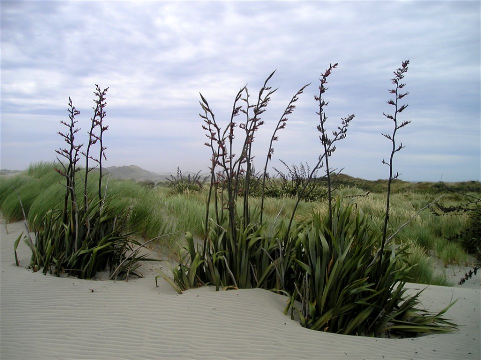 Phormium tenax, South Island, New Zealand