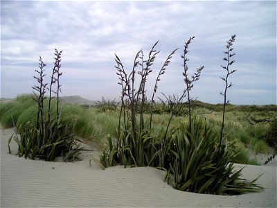 Phormium tenax, South Island, New Zealand photo