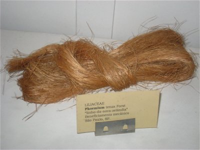 Phormium tenax specimen fibres (flax fibres) in the Museu Botânico Dr. João Barbosa Rodrigues, Jardim Botânico de São Paulo, São Paulo City, SP, Brazil.