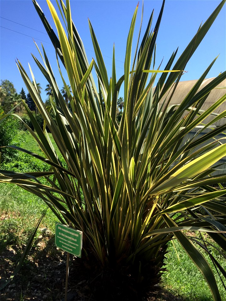 Flax New Zealand (Phormium tenax) in the dendrarri of the city of Sochi - Russia.