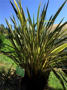 Flax New Zealand (Phormium tenax) in the dendrarri of the city of Sochi - Russia. photo