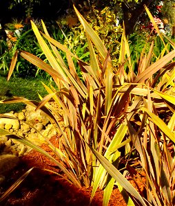 Phormium 'Pink Stripe' — Phormium—flax cultivar. At the San Diego Home & Garden Show, California, USA. Identified by exhibitor's sign. photo