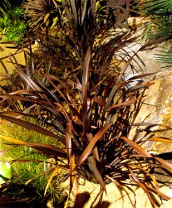 Phormium tenax 'Platt's Black' — a Phormium—New Zealand flax cultivar. At the San Diego Home & Garden Show, California, USA. Identified by exhibitor's sign. photo