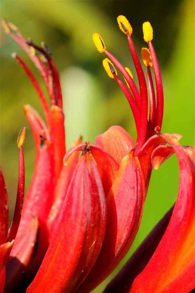 Red flowers of New Zealand flax (Phormium tenax)
