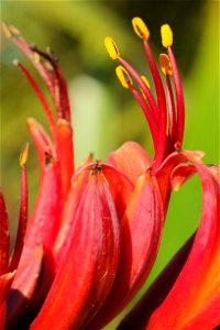 Red flowers of New Zealand flax (Phormium tenax) photo