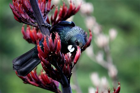 A New Zealand Tui eating the nectar from the flower of Phormium Tenax photo