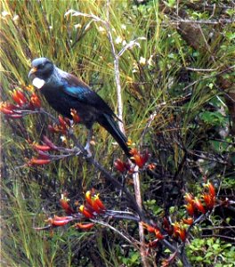 Tui bird on flax, seen at Te Matawai Hut.