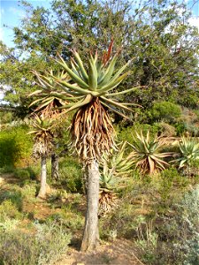 Aloe ferox Worcester Botanical Gardens Cape photo