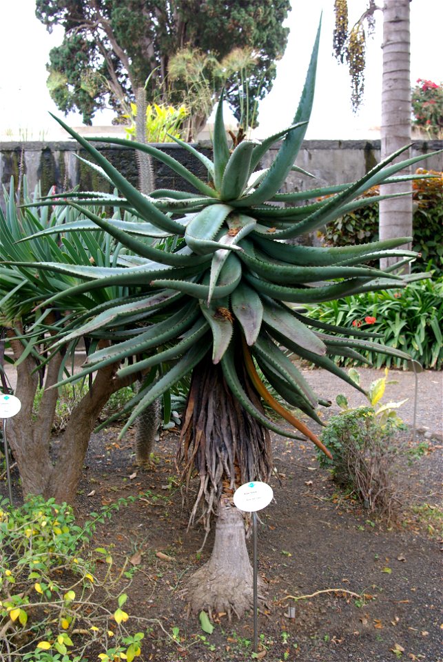 Aloe ferox im Botanischen Garten von Puerto de la Cruz, Teneriffa