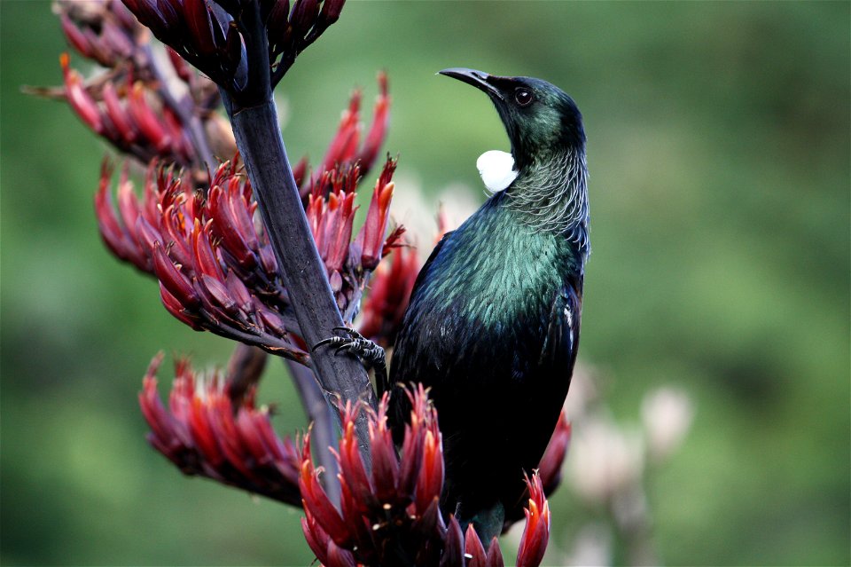 A New Zealand Tui on Phormium Tenax