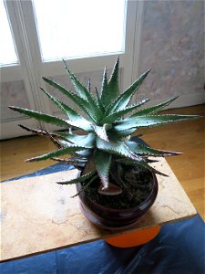 Aloe ferox in pot grown near Paris (France). photo