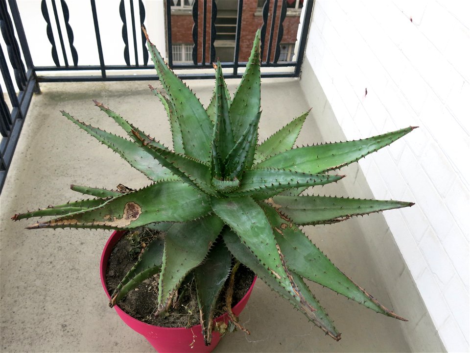 Aloe ferox in pot grown near Paris (France).