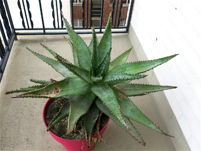 Aloe ferox in pot grown near Paris (France).