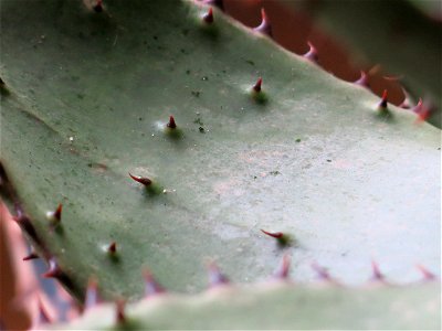 Aloe ferox in pot grown near Paris (France) : thorns on the inner side of a leaf (rare case in botany).