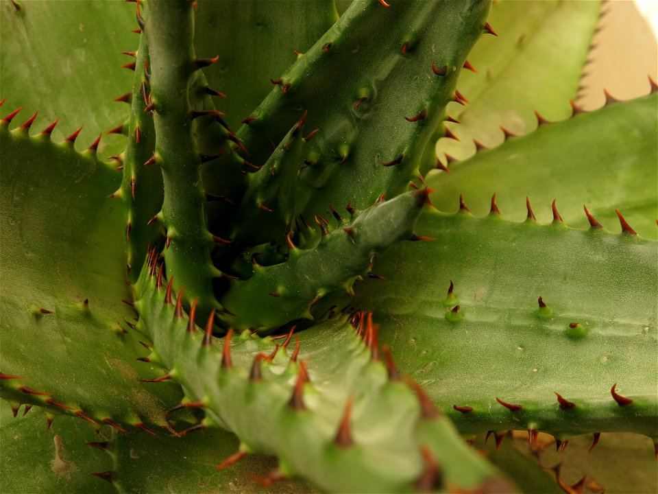 Aloe ferox in pot grown near Paris (France) : thorns of the apex.