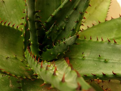 Aloe ferox in pot grown near Paris (France) : thorns of the apex.