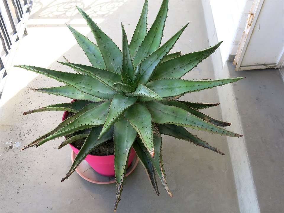 Aloe ferox in pot grown near Paris (France).