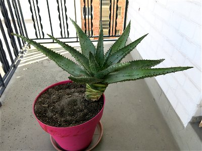 Aloe ferox in pot grown near Paris (France). photo