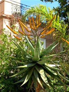 Aloe marlothii in Menton (Alpes-Maritimes, France).