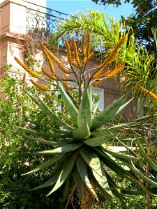 Aloe marlothii in Menton (Alpes-Maritimes, France). photo