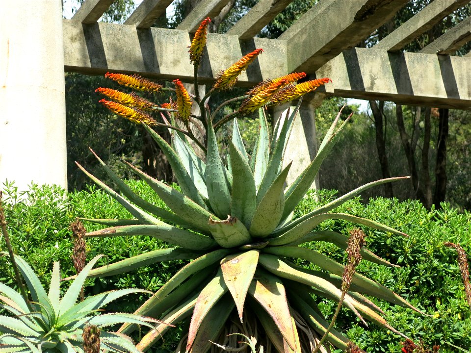 Domaine du Rayol - Aloe marlothii. Rayol-Canadel-sur-Mer (Var, France).
