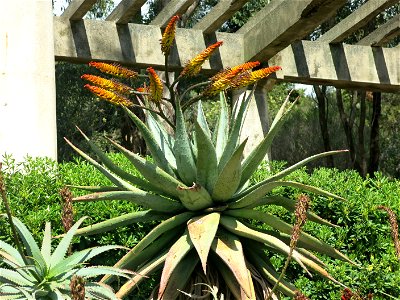 Domaine du Rayol - Aloe marlothii. Rayol-Canadel-sur-Mer (Var, France).