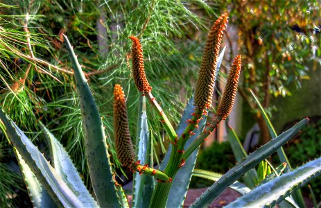 ; Flowers, trees, and other plant stuff Cape Aloe from Southern Africa(Aloe Ferox). photo