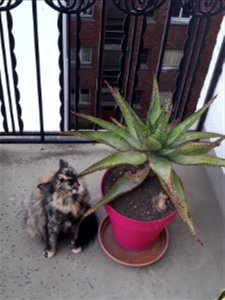 Our cat and a cactus (in fact, an aloe ferox).