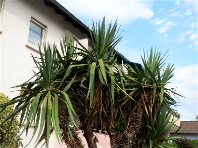 Palmlilie (Yucca gloriosa) in Hockenheim