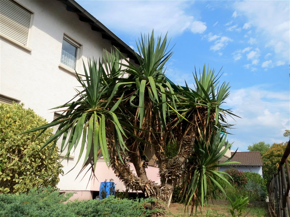 Palmlilie (Yucca gloriosa) in Hockenheim