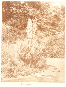 Yucca Gloriosa photo