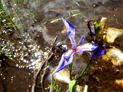 Irises near a beaver lodge (Finlayson Point Provincial Park) photo