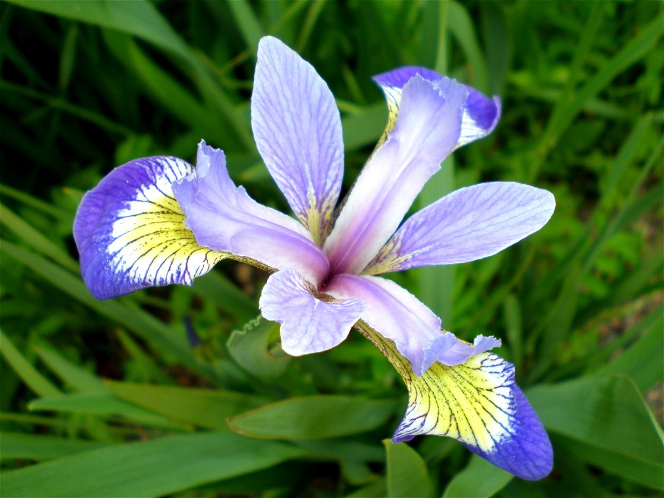 Blue Flag Iris (iris versicolor) near the shore of Fox Roost, Newfoundland, Canada.