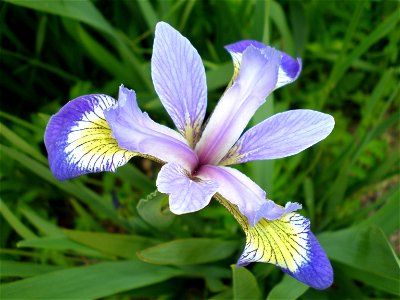 Blue Flag Iris (iris versicolor) near the shore of Fox Roost, Newfoundland, Canada.