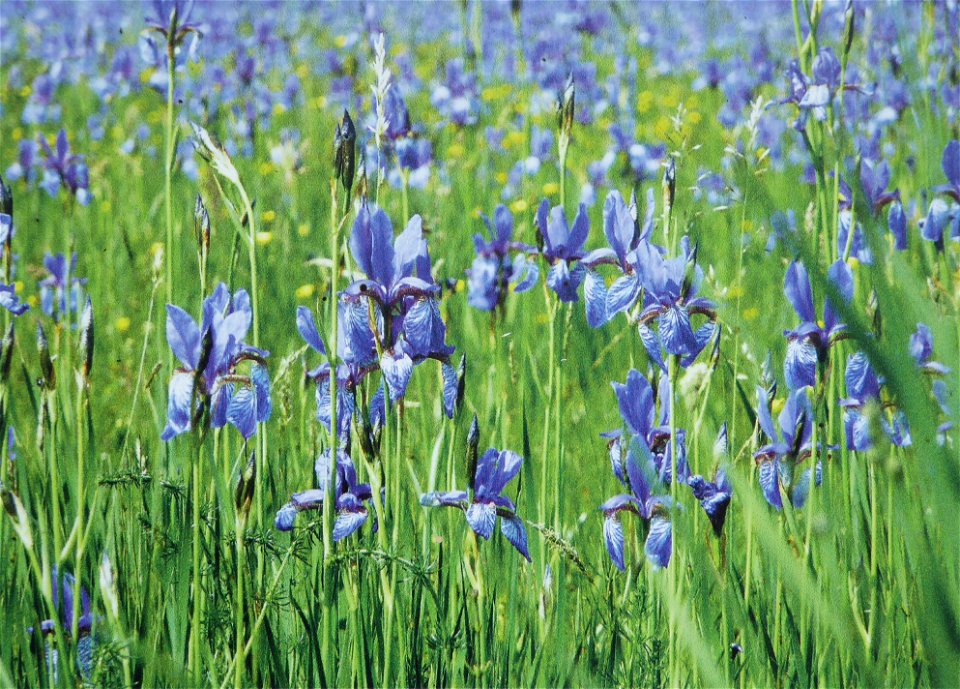 Schwerlilien im Ruggeller Riet, abgebildet auf einer Informationstafel beim Grenzübergang von Ruggell nach Bangs.