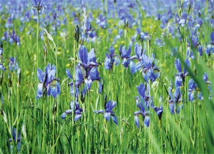 Schwerlilien im Ruggeller Riet, abgebildet auf einer Informationstafel beim Grenzübergang von Ruggell nach Bangs. photo