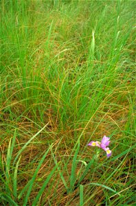 Iris versicolor - Southern blue flag iris - Purple blue with yellow accents blossom in long grass. photo