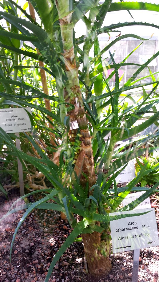Aloes drzewiasty (Aloe arborecens Mill.)
Ogród botaniczny UWLatina:  Aloe arborecens Mill.