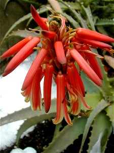 Imuzakが撮影したキダチアロエの花の写真. photo