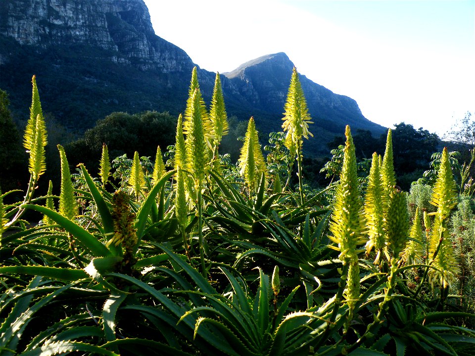 Aloe arborescens or the Krantz Aloe. Yellow-flowered variety. Photo taken in Cape Town.