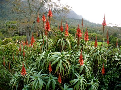 Jade plants and Krantz aloes in Kirstenbosch Botanical Gardens, Cape Town