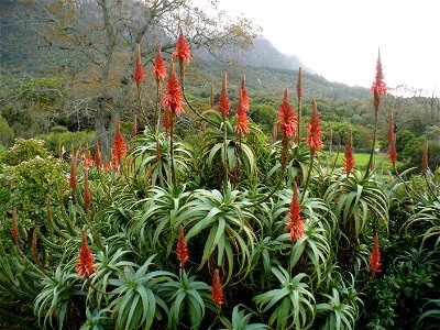 Jade plants and Krantz aloes in Kirstenbosch Botanical Gardens, Cape Town photo