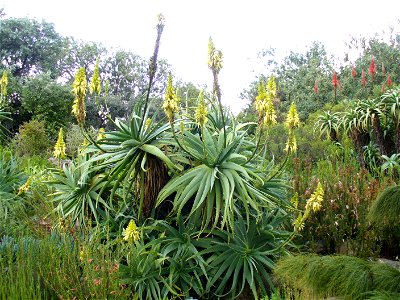 Kirstenbosch Gardens, photo