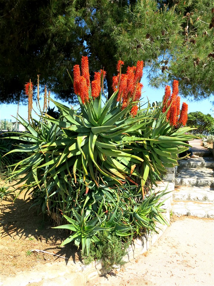 Aloe (probably arborescens) in Antibes (Alpes-Maritimes, France).